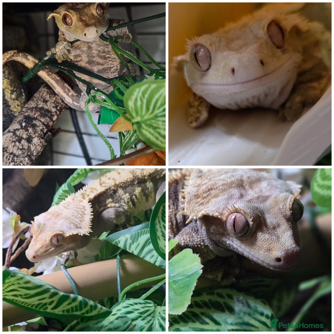 Gecko reptiles for sale: Crested Gecko Male Boy Reptile  - Image 1
