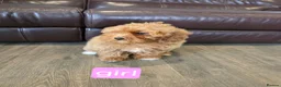 Cavapoo dogs for sale: Adorable F1B Cavapoo puppies for sale  - Advert 33