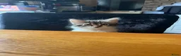 Mixed Breed cats for sale: Kittens  - Advert 12