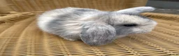Mini Lop rabbits for sale: Gorgeous baby mini lops  - Advert 6