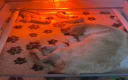 Golden Retriever dogs for sale: Exceptional Golden retriever puppies - Image 3