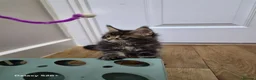 Maine Coon cats for sale: Licensed breeder-maine coon  - Advert 14