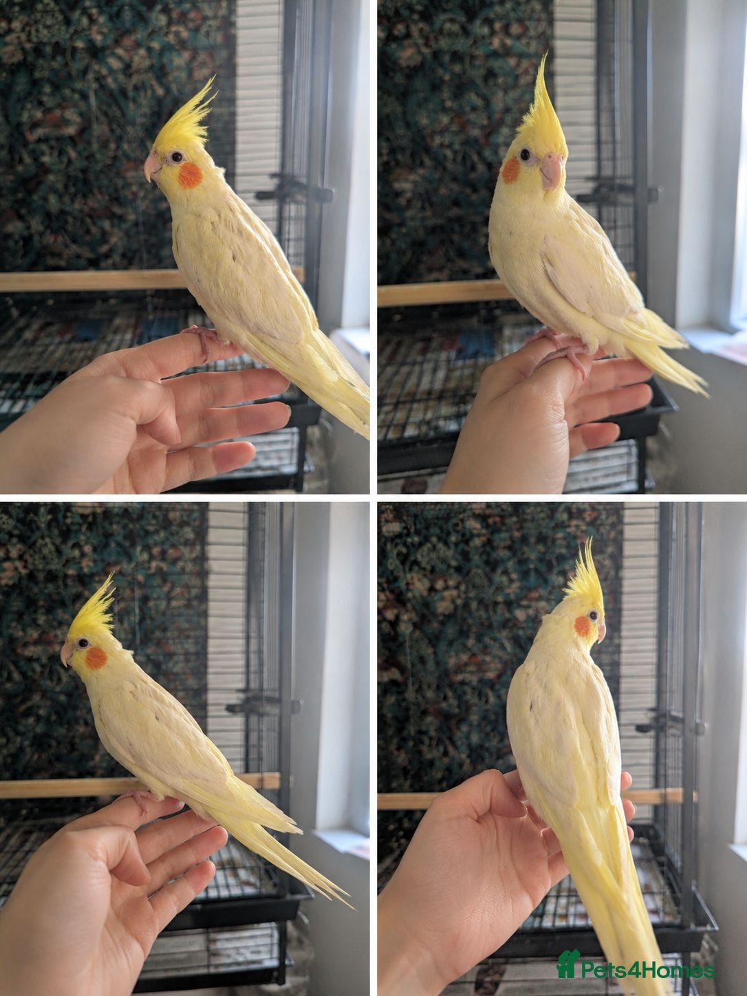 Cockatiels birds Lutino cockatiel hand reared baby tamed - Advert 3