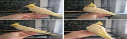 Cockatiels birds for sale: Lutino cockatiel hand reared baby tamed in Bradford - Advert 1