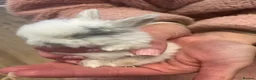 Mini Lop rabbits for sale: Gorgeous Pure Bred Mini Lops  - Advert 8