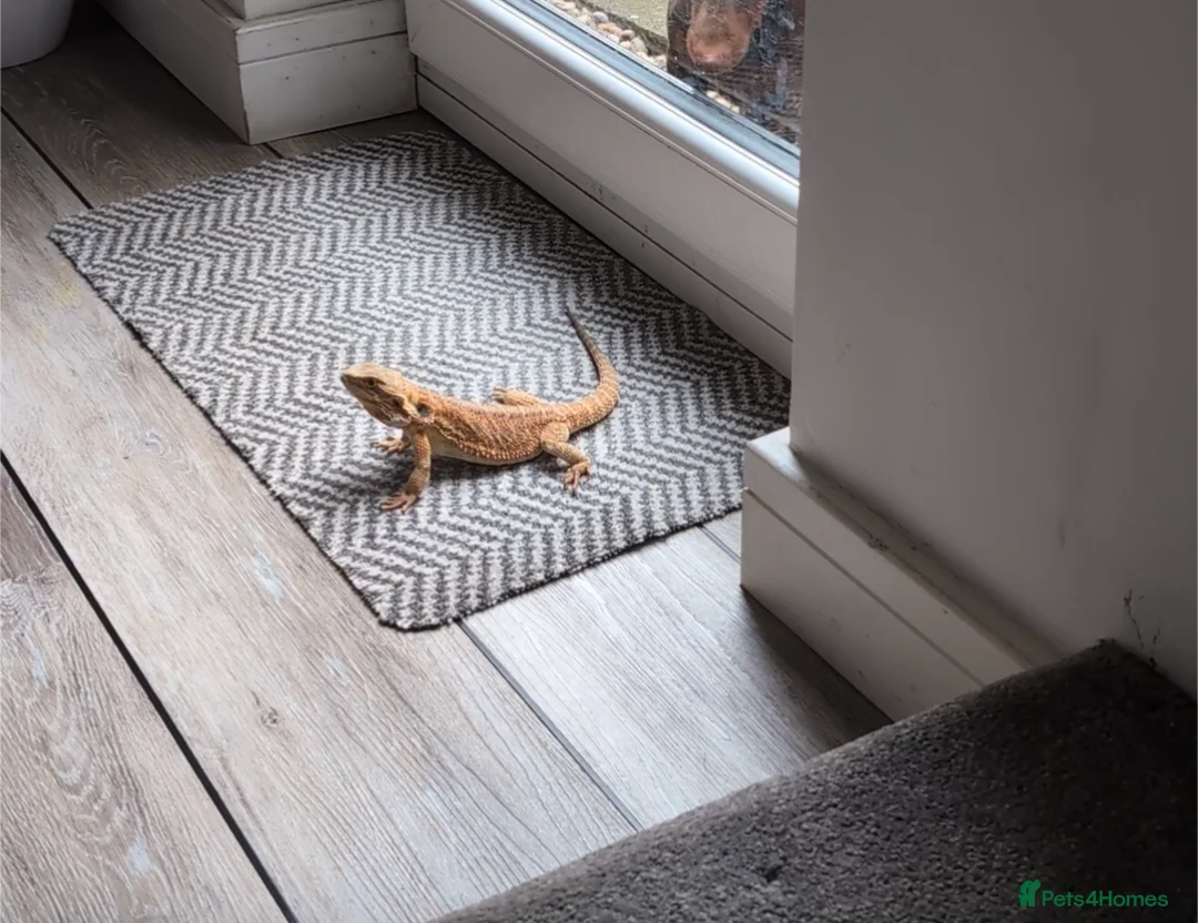 Bearded Dragon reptiles for sale: Female bearded dragon - Advert 5