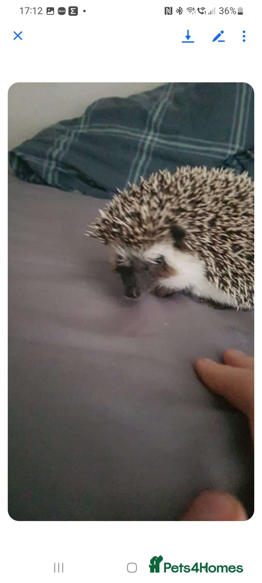 Pygmy Hedgehog rodents for sale: Pygmy hedgehog, with full set up - Image 2