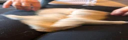Mini Lion Lop rabbits for sale: Beautiful friendly lionlop babies - Advert 6