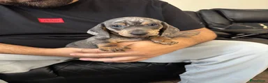 Dachshund 1