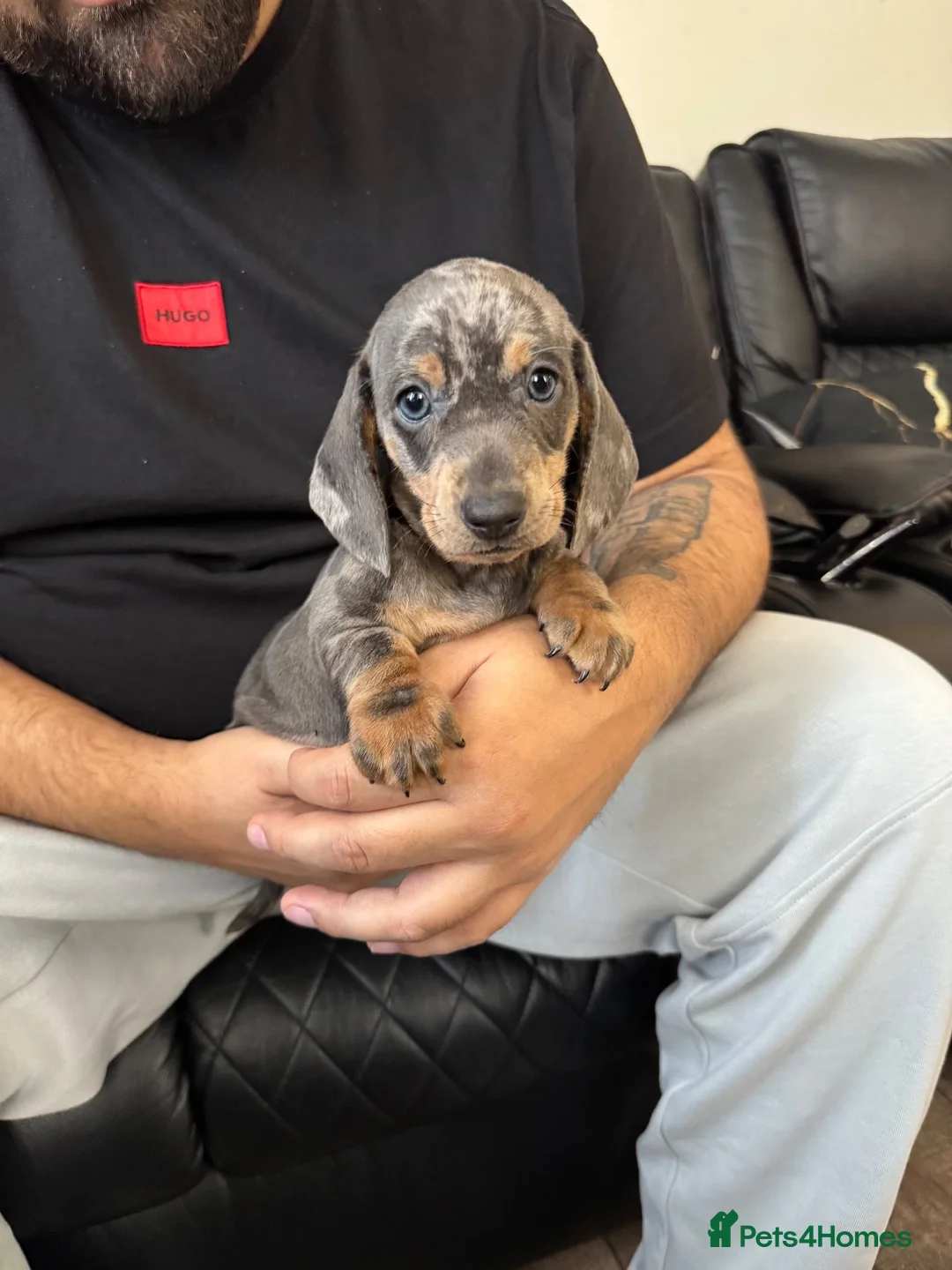 Dachshund dogs for sale: Miniature Dachshund puppies  - Advert 2