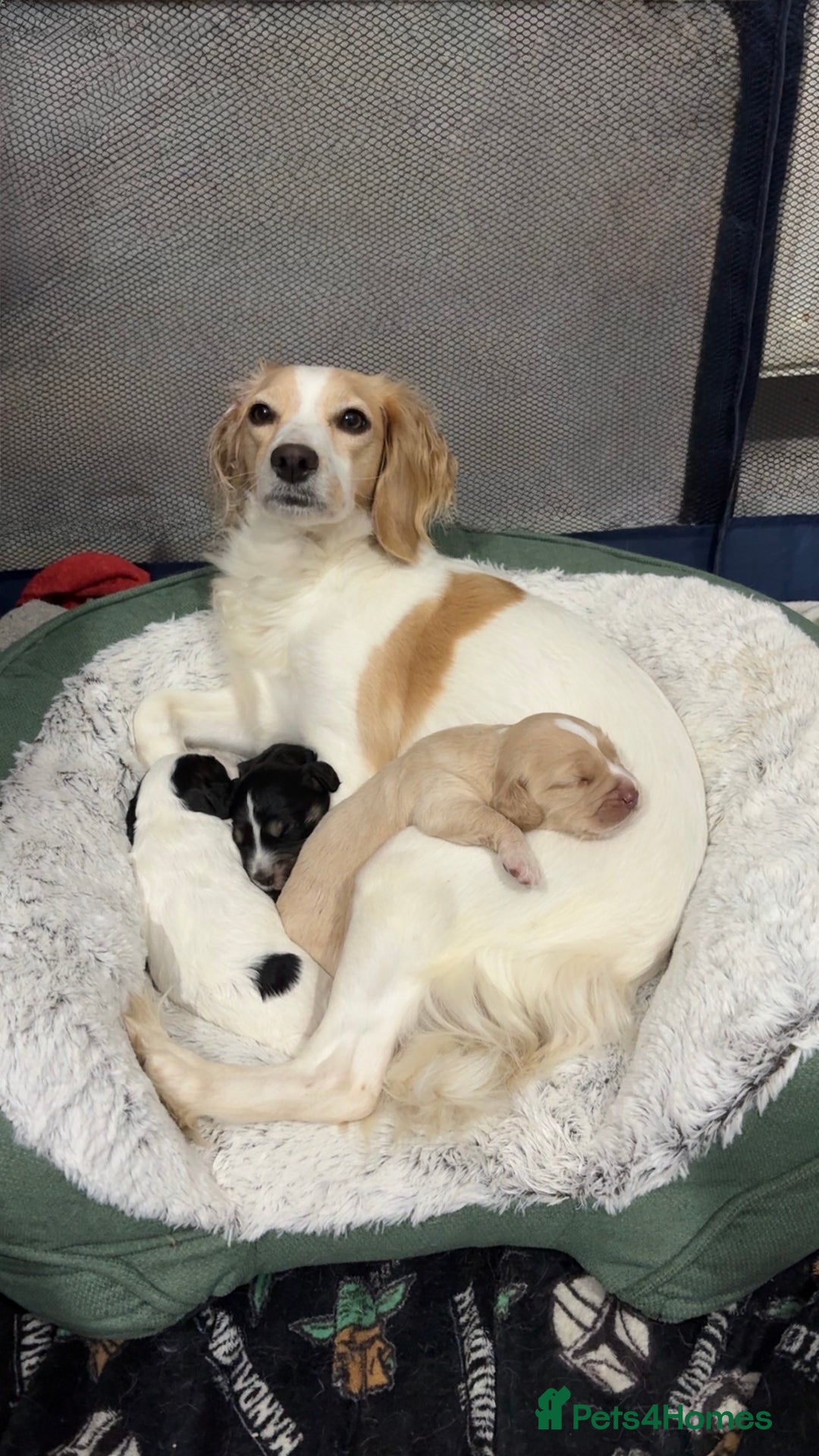 Cockapoo dogs for sale: Gorgeous F1B Cockapoo Puppies ready  **  eve - Advert 2