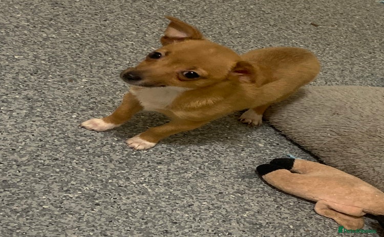 Mixed Breed dogs - Advert 7