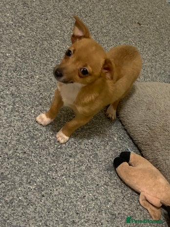 Mixed Breed dogs - Advert 1