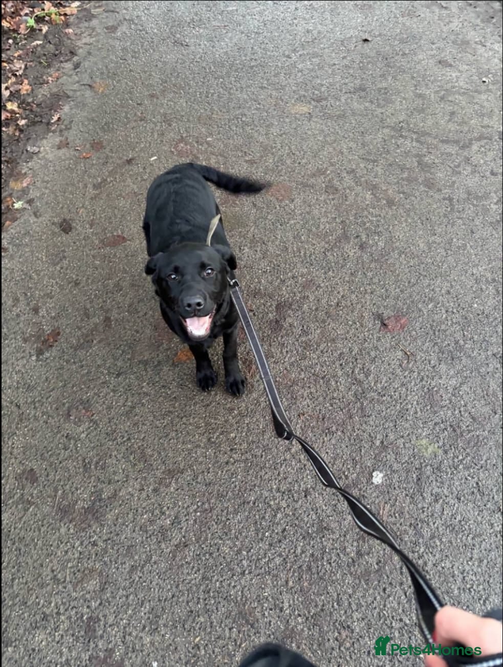 Labrador Retriever dogs Exceptional Charismatic "JUDGE" for yourselves.... - Advert 1