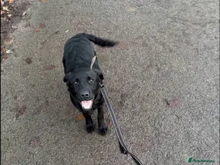 Labrador Retriever dogs Exceptional Charismatic "JUDGE" for yourselves.... - Advert 1