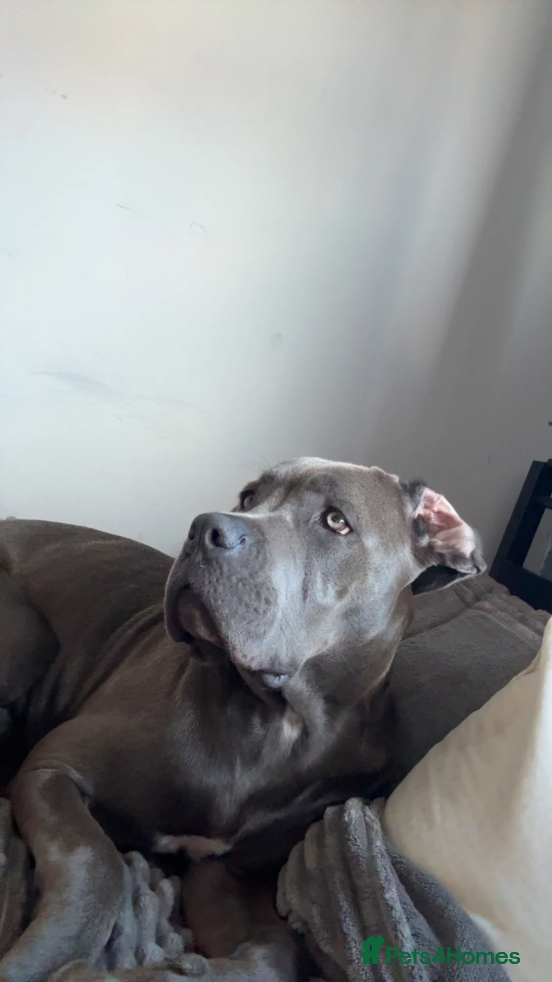 Cane Corso dogs for sale: Cane Corso Female - Advert 3