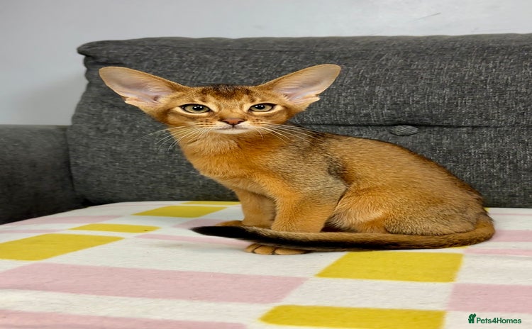Abyssinian cats Gorgeous Abyssinian Kittens  Ready December 2025 - Advert 3