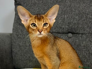 Abyssinian cats Gorgeous Abyssinian Kittens Ready December 2025 - Advert 4