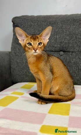 Abyssinian cats Gorgeous Abyssinian Kittens Ready December 2025 - Advert 3