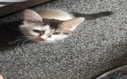 Mixed Breed cats for sale: 9 weeks old kittens for sale  - Image 11