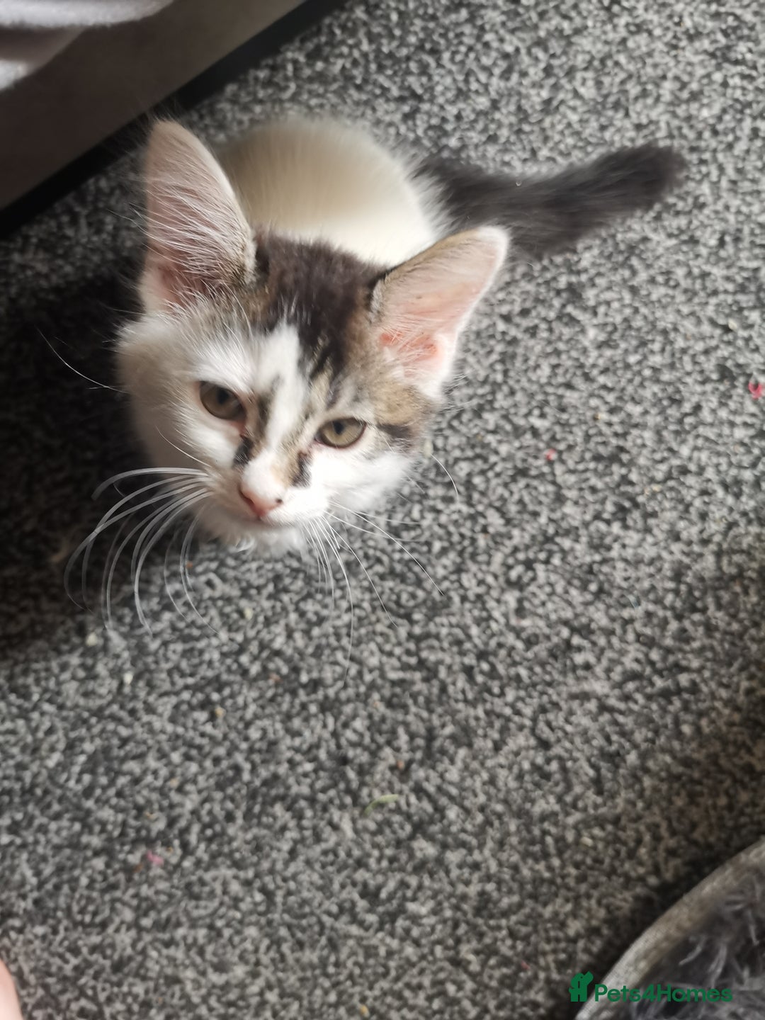 Mixed Breed cats for sale: 9 weeks old kittens for sale  - Image 11