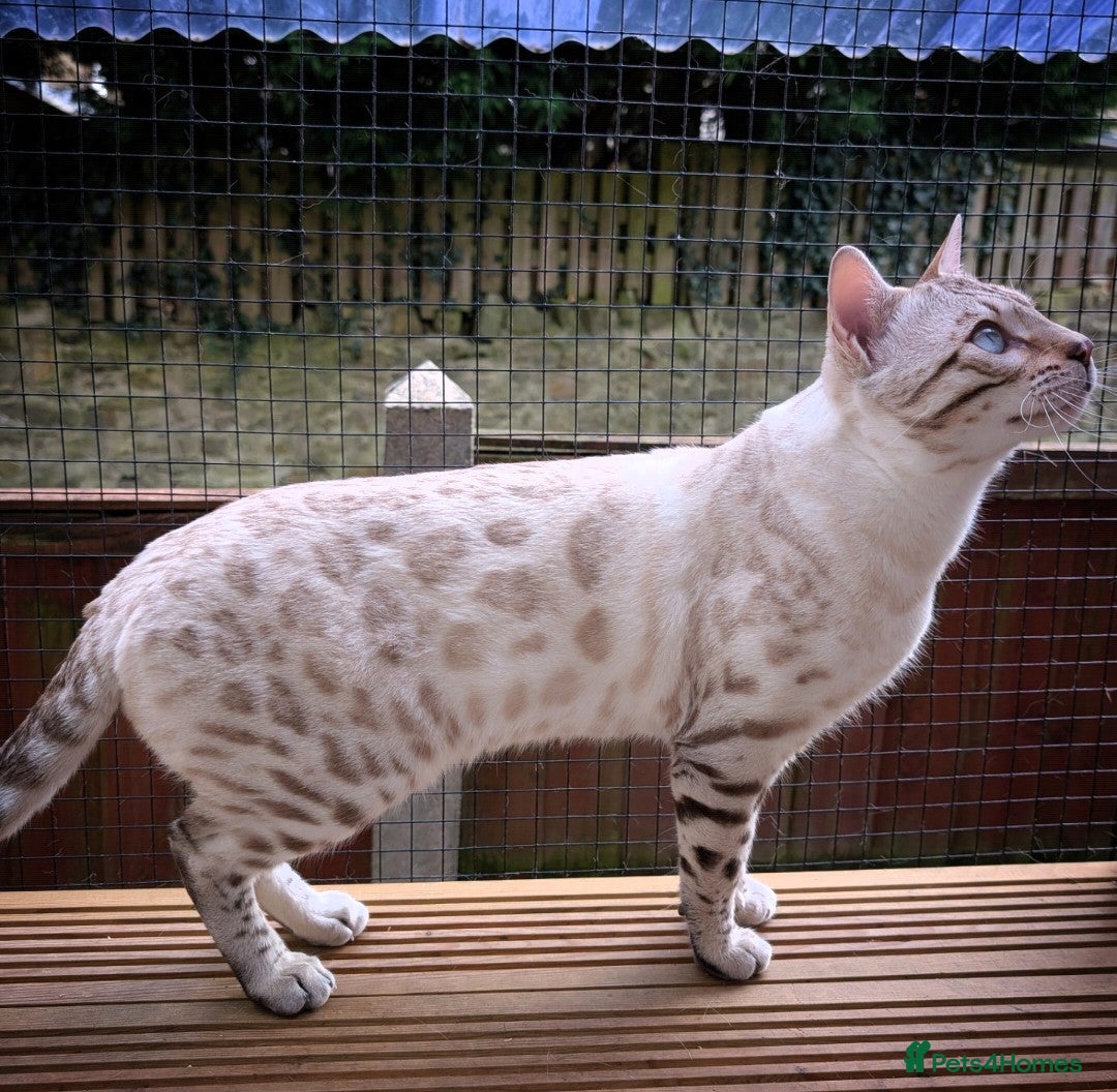 Bengal cats for sale: 🤍🩶🖤 Beautiful Bengal Kittens 🖤🩶🤍 - Image 32