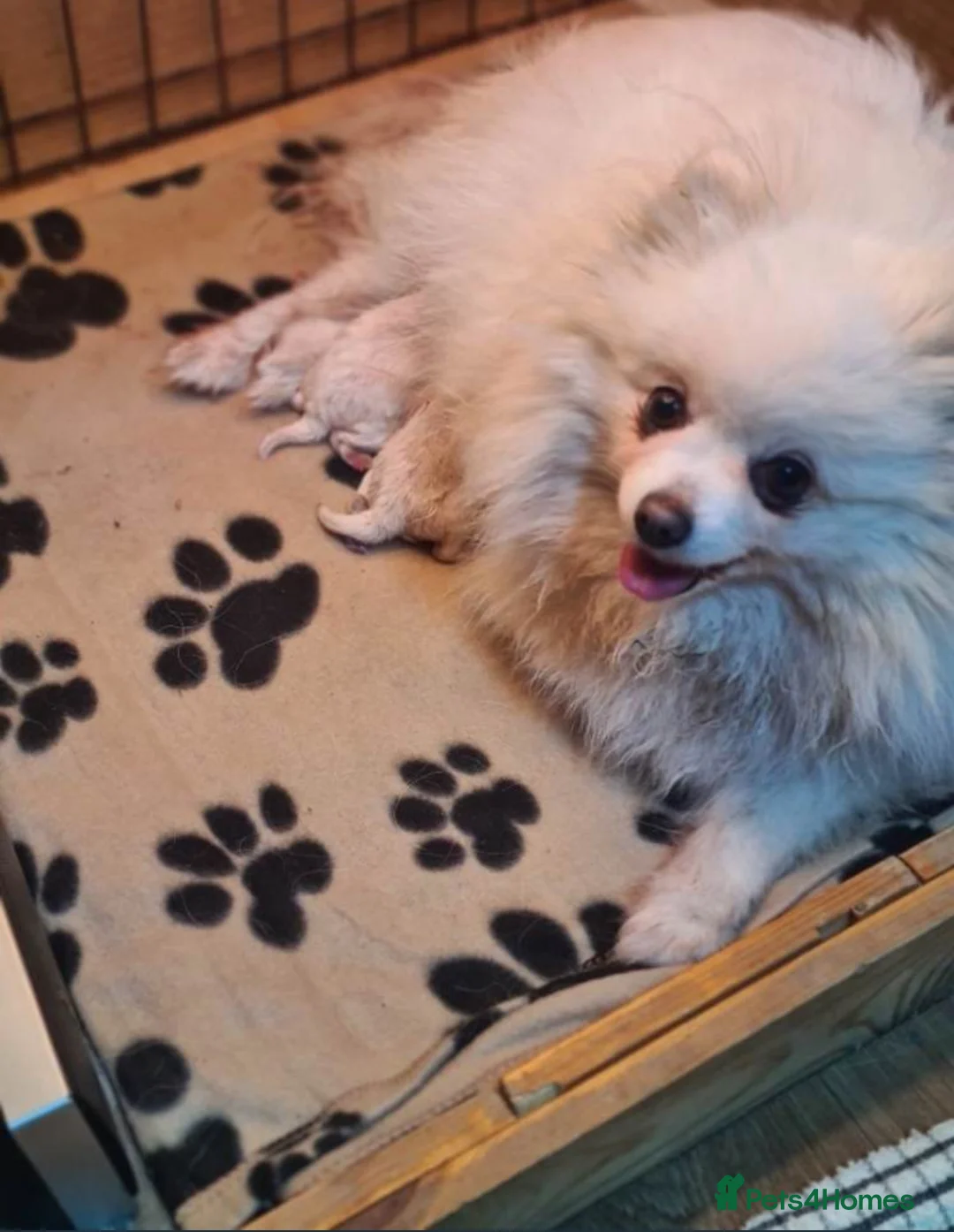 Pomeranian dogs for sale: 2 Pomeranian boys for sale. in Manchester - Advert 1