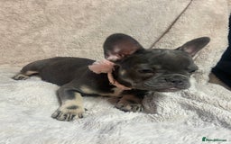 French Bulldog dogs for sale: French bulldogs 2 females remaining  - Advert 13