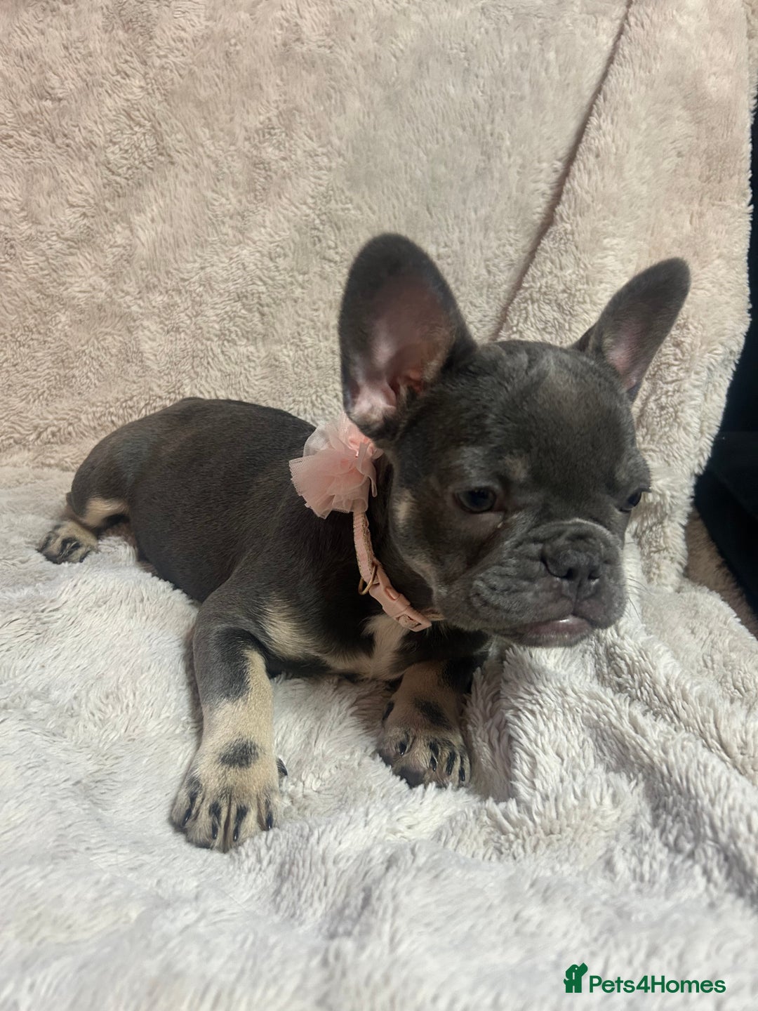 French Bulldog dogs for sale: French bulldogs 2 females remaining  - Advert 13