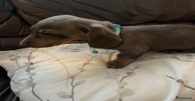 Dachshund dogs Beautiful rainbow 🌈🌈 litter 💙🩷 - Advert 1