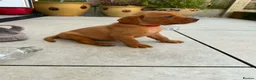 Labrador Retriever dogs for sale: Beautiful KC registered dark red Labrador puppies in York - Advert 9