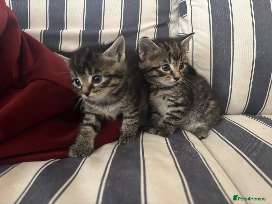 Mixed Breed cats for sale: Tabby kittens - Advert 1