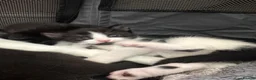 Domestic Shorthair cats for sale: BEAUTIFUL BLACK & White Tuxedo Kittens  in Ilford - Advert 14