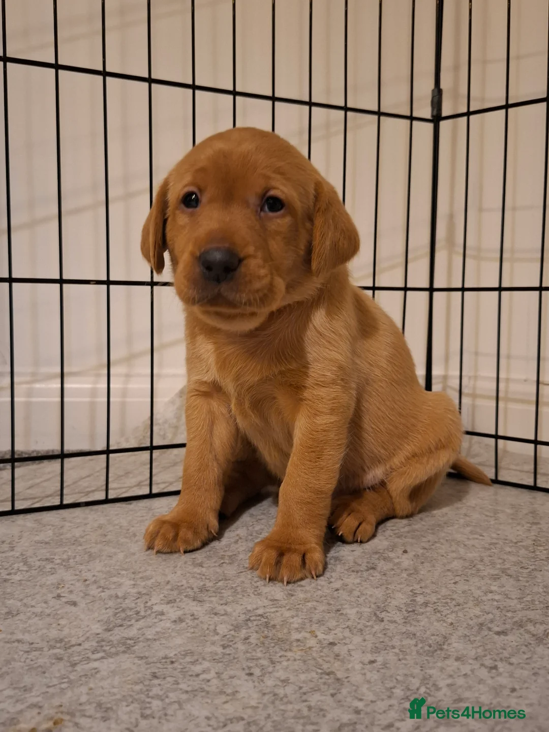 Labrador Retriever dogs for sale: Red fox Labrador puppies. 2 girls available  in Crewe - Advert 2