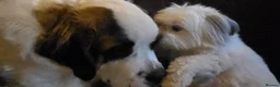 Maltipom dogs for sale: New Home Needed 2.5yr old Maltipom  in St. Neots - Advert 4