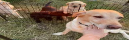 Labrador Retriever dogs for sale: Two beautiful Lab pups ready to go  in Aylesbury - Advert 5