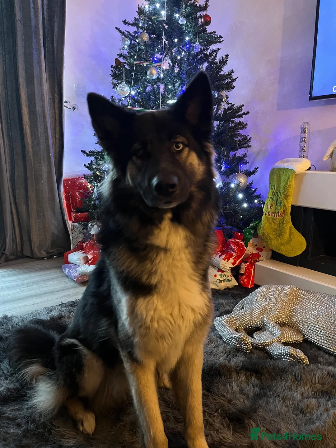 German Shepherd dogs for sale: Female German shepherd - Advert 1