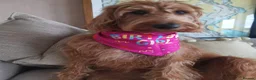 Labradoodle dogs for stud: Bailey the stud  in Glasgow - Advert 20