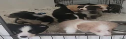 Border Collie dogs for sale: STUNNING HEALTH TESTED BORDER COLLIES in Huddersfield - Advert 13