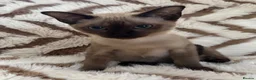 Tonkinese cats for sale: Exceptional pedigree Tonkinese - Advert 10