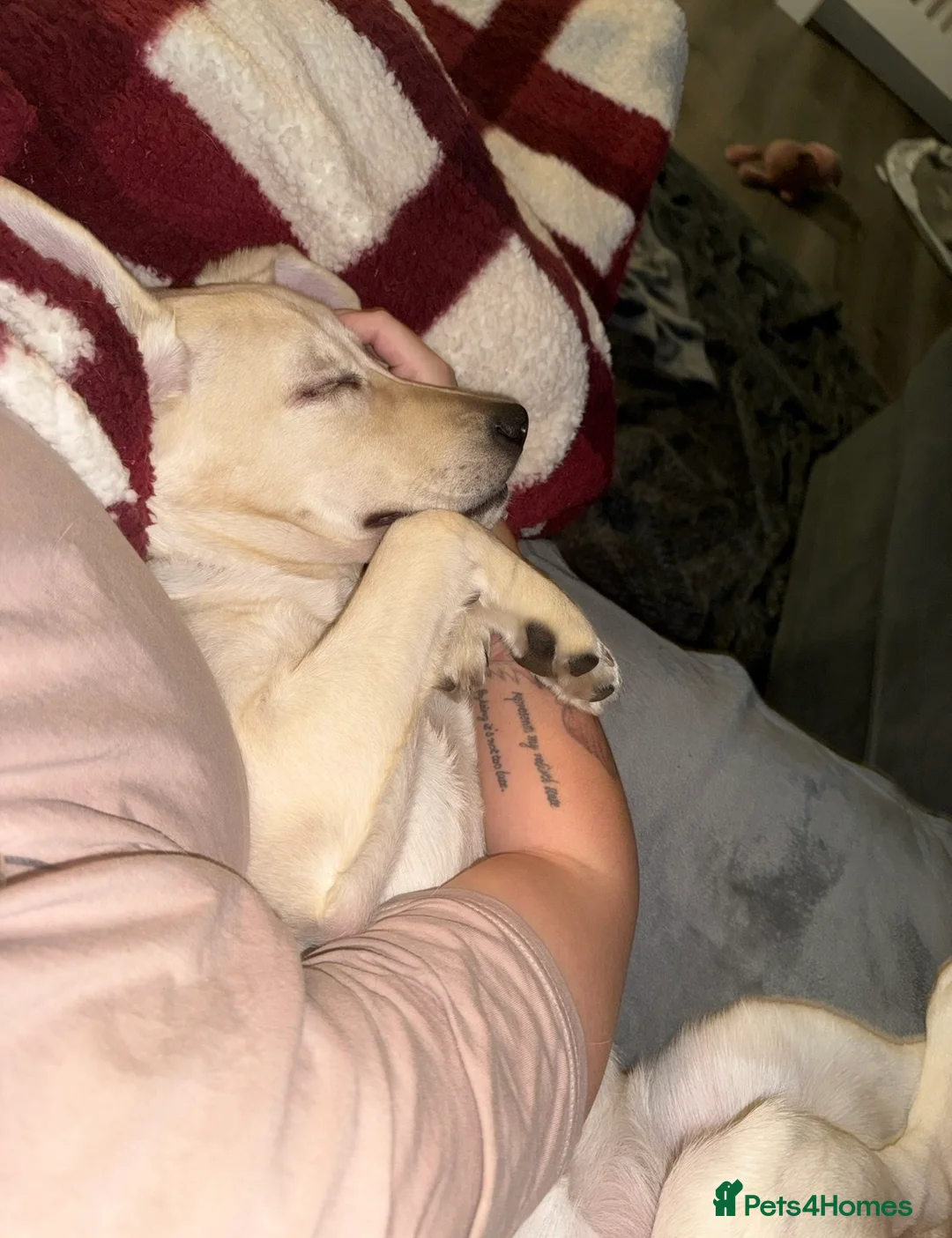 Labrador Retriever dogs for sale: Female Labrador rehome  - Advert 7