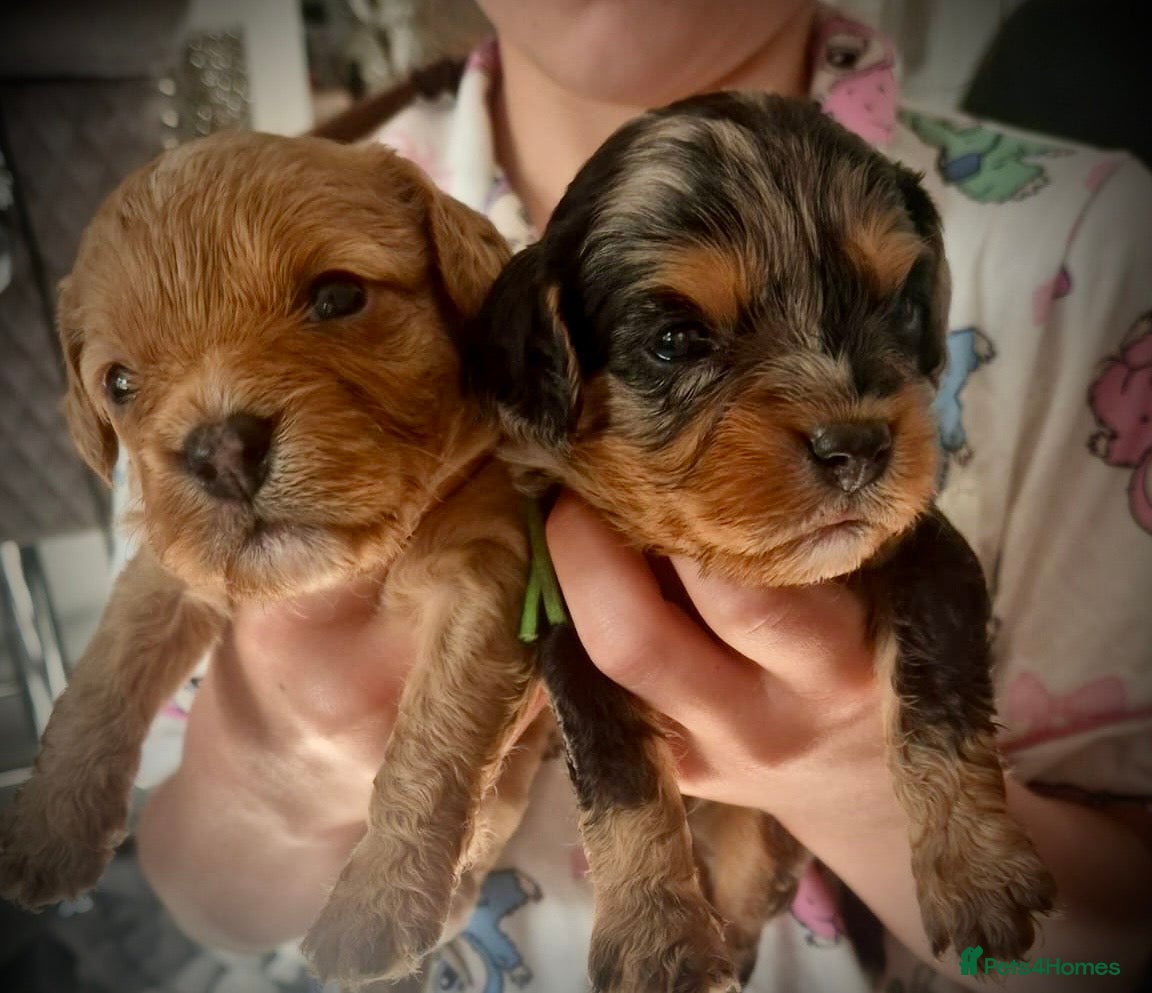 Cavapoo dogs 💙 F1 health tested puppies available  💞 - Advert 2