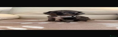 Cockapoo 5