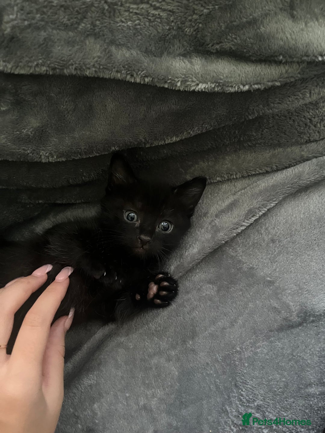 Mixed Breed cats for sale: Beautiful Boy Left 🩵 - Image 1