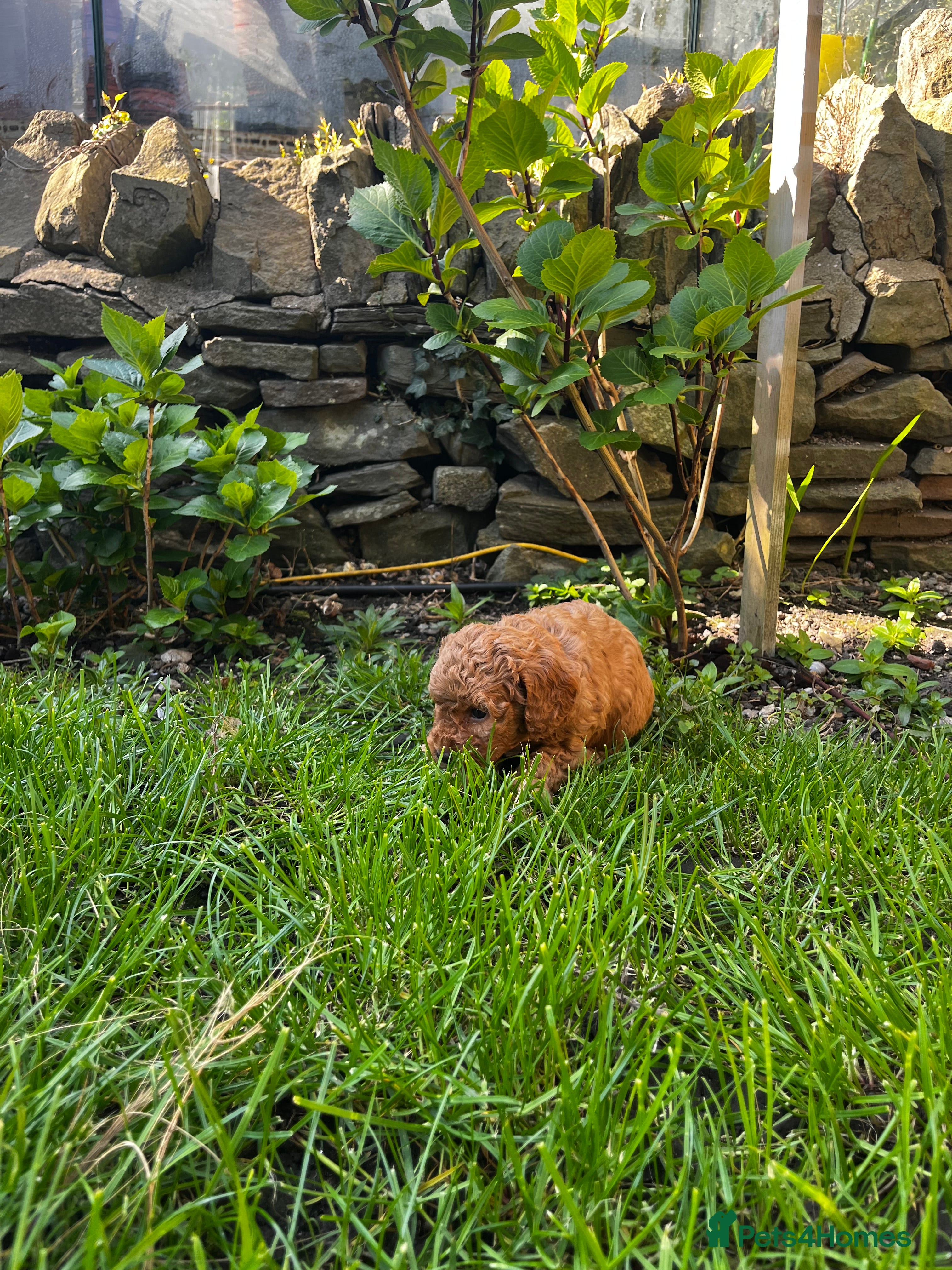 Cockapoo dogs Miniature f1b Cockapoo DNA clear 🐶  - Advert 2