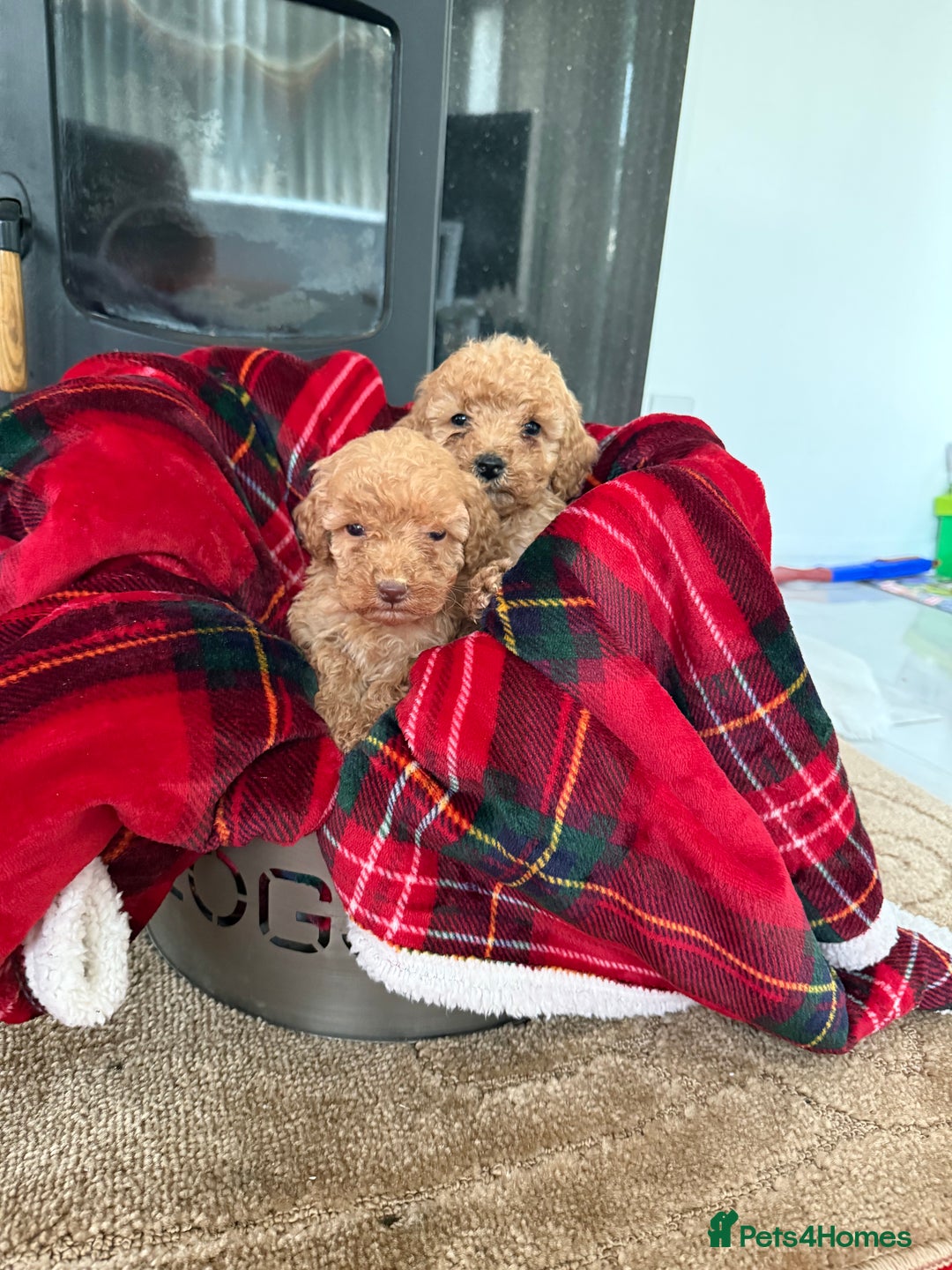 Cockapoo dogs for sale: F1bb Pettit cockapoo puppies  - Advert 1