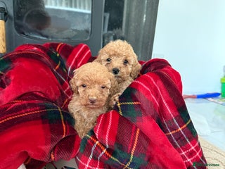 Cockapoo dogs F1bb Pettit cockapoo puppies - Advert 1