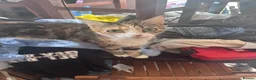 Mixed Breed cats for sale: Kittens  - Advert 2