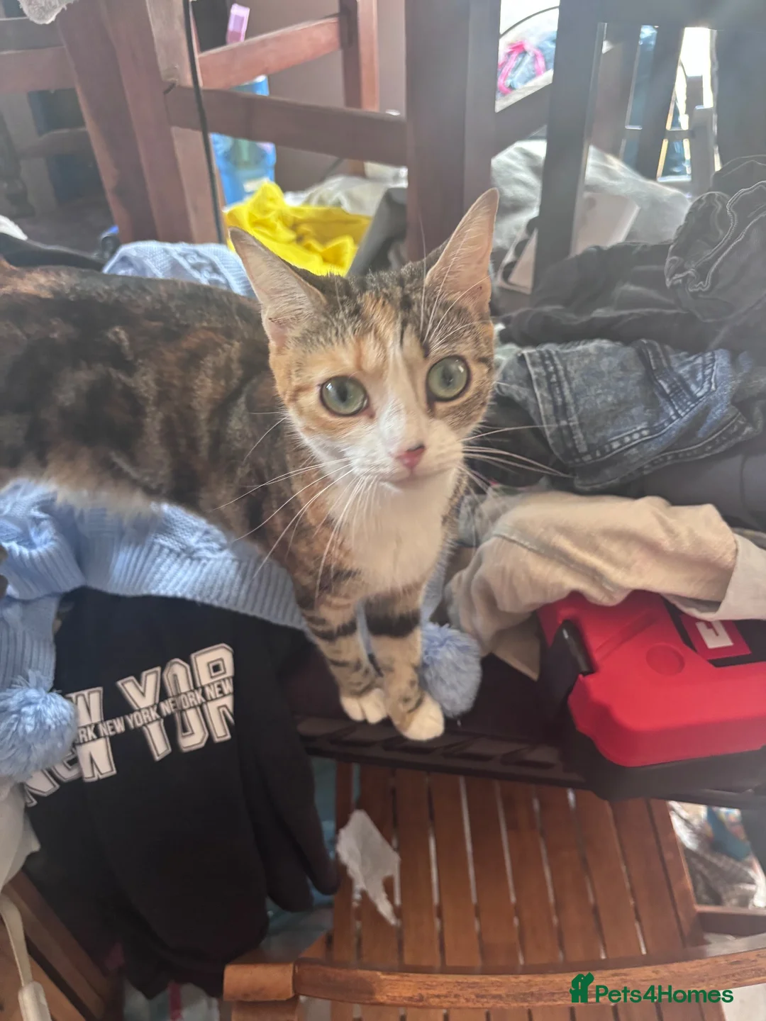 Mixed Breed cats for sale: Kittens  - Advert 2