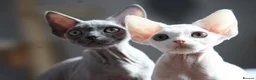 Devon Rex cats for sale: Blue Devon Rex male kitten  - Advert 10